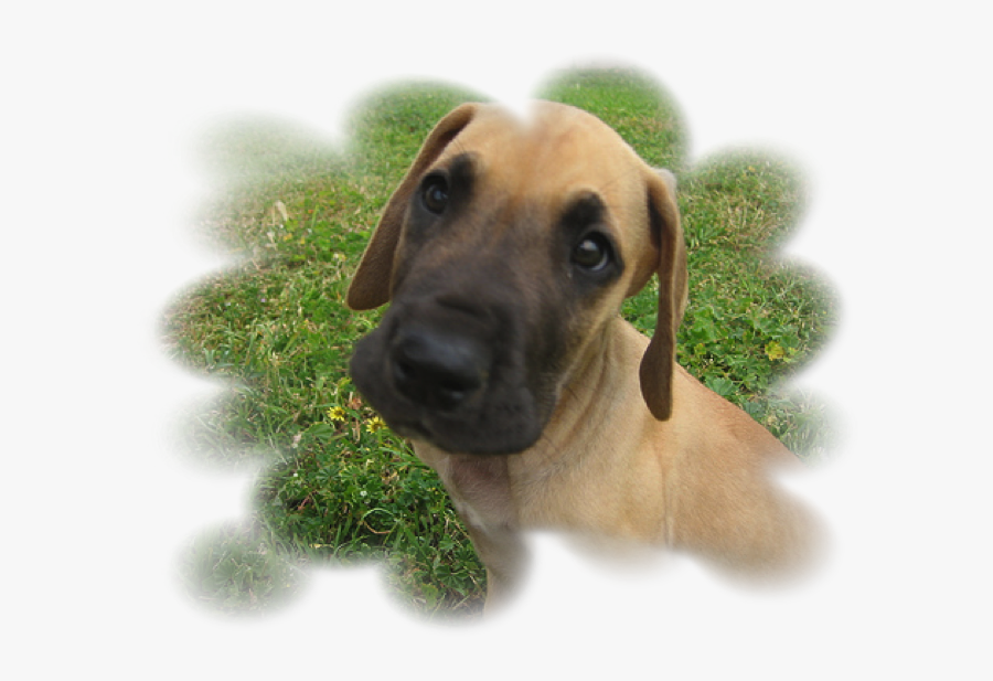 Gr Dane Spots - Great Danes Eye Color, Transparent Clipart