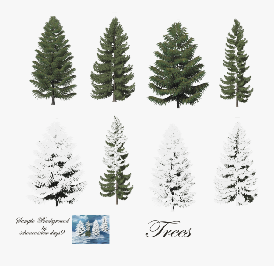 Trees With Snow Photoshop - Pine Trees, Transparent Clipart