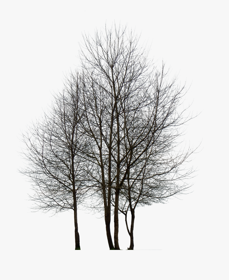 Tree Png Black And White, Transparent Clipart