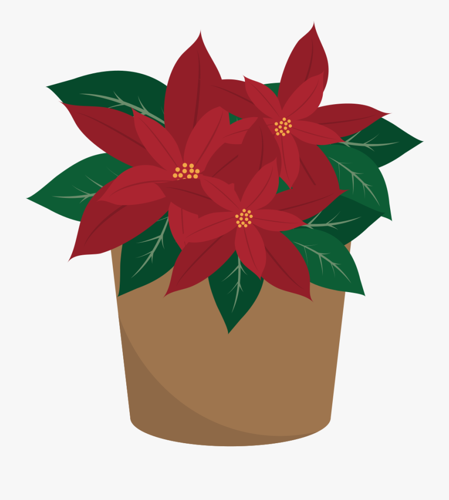 Poinsettia, Transparent Clipart