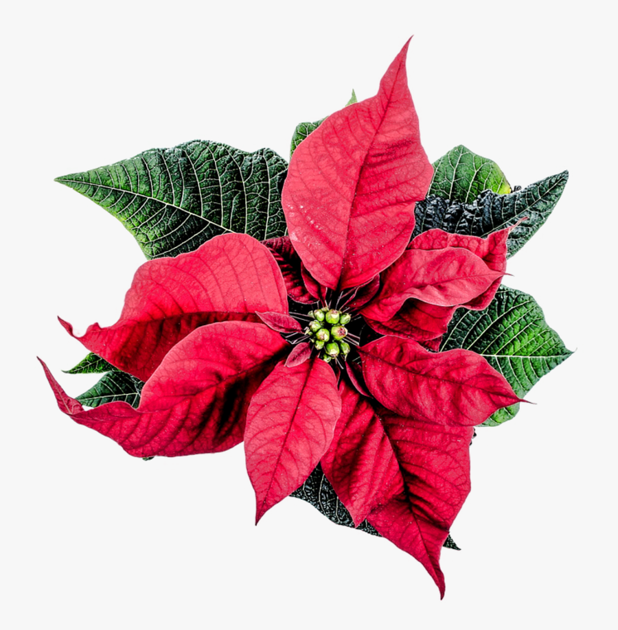 Poinsettia Png, Transparent Clipart