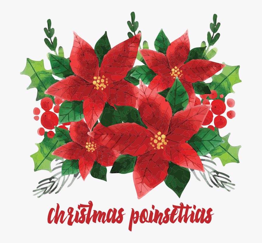 Poinsettia, Transparent Clipart