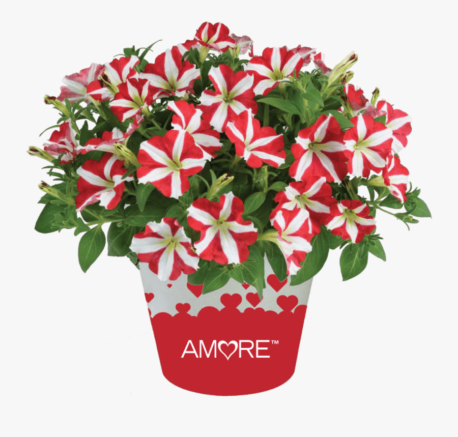 Ageratum- Aguilera Purple - Petunia Amore King Of Hearts, Transparent Clipart