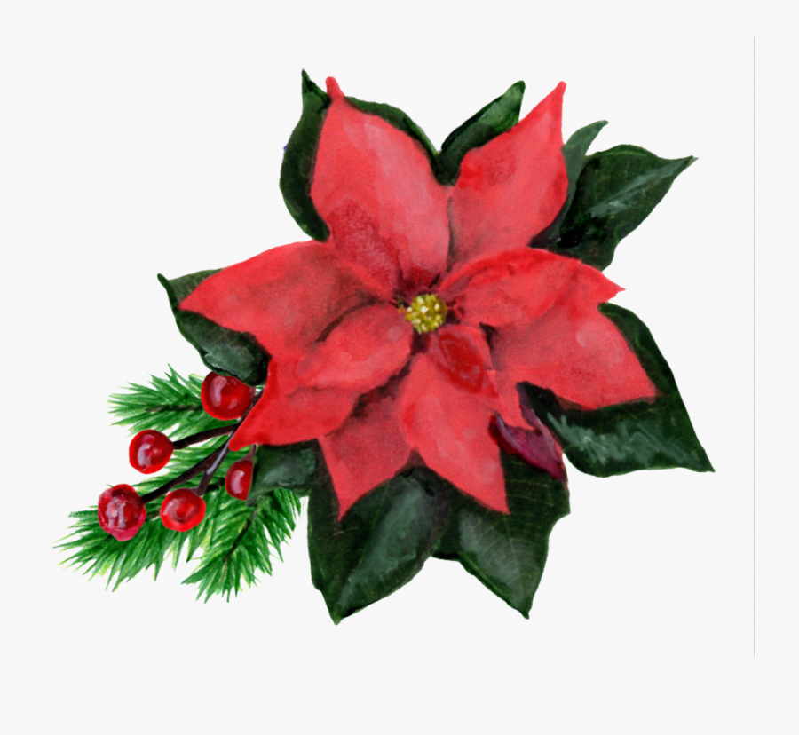 Poinsettia, Transparent Clipart