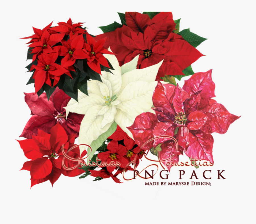 Poinsettias Christmas Tree Png, Transparent Clipart