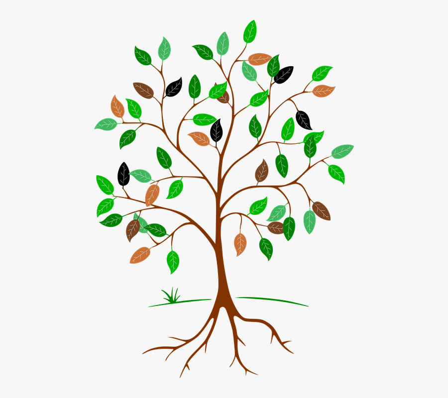 Graphic Transparent Library The Timeline Tree Of - Tree Root Png Transparent, Transparent Clipart