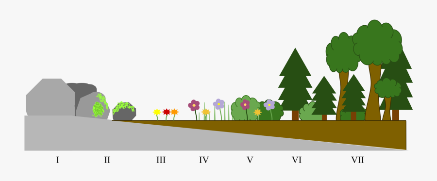 Clipart Road Timeline - Primary Succession Diagram, Transparent Clipart