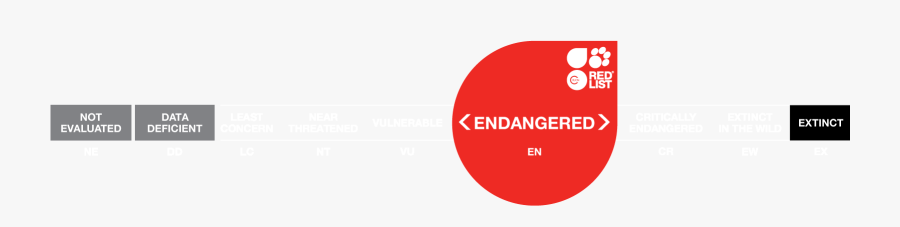 Circle, Transparent Clipart