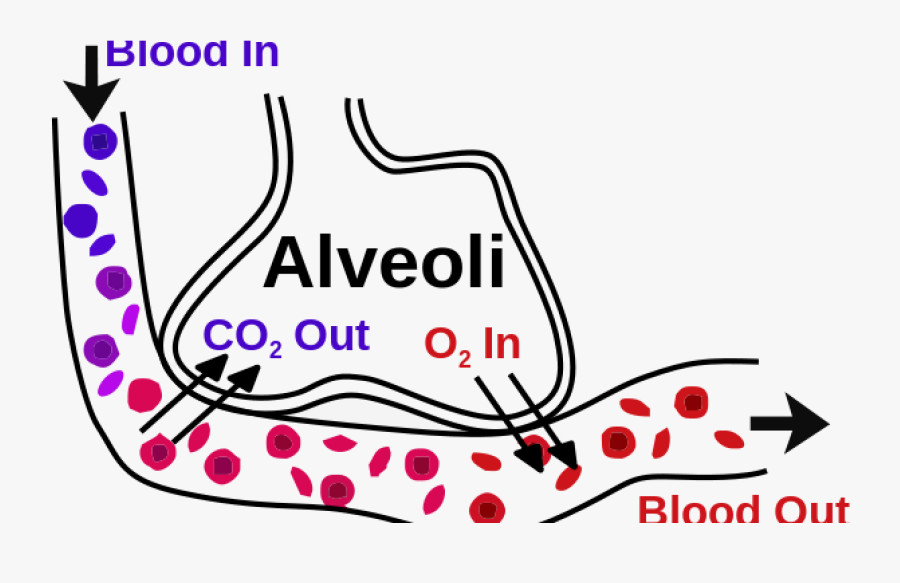 Banner Royalty Free Download File Alveoli Svg Wikimedia - Increased Lung Efficiency And Gaseous Exchange, Transparent Clipart