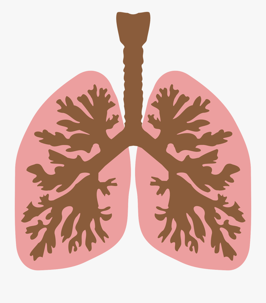 Lungs And Bronchus - Lungs Clip Art, Transparent Clipart