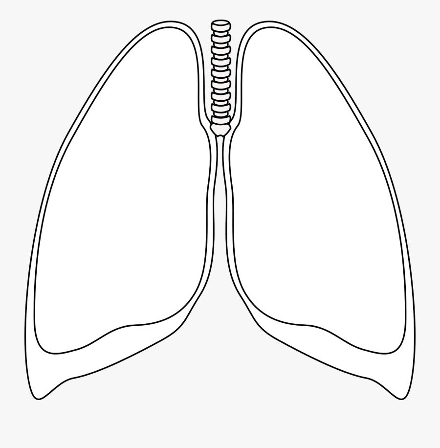 Lungs Clipart - Lungs Drawing Clip Art, Transparent Clipart