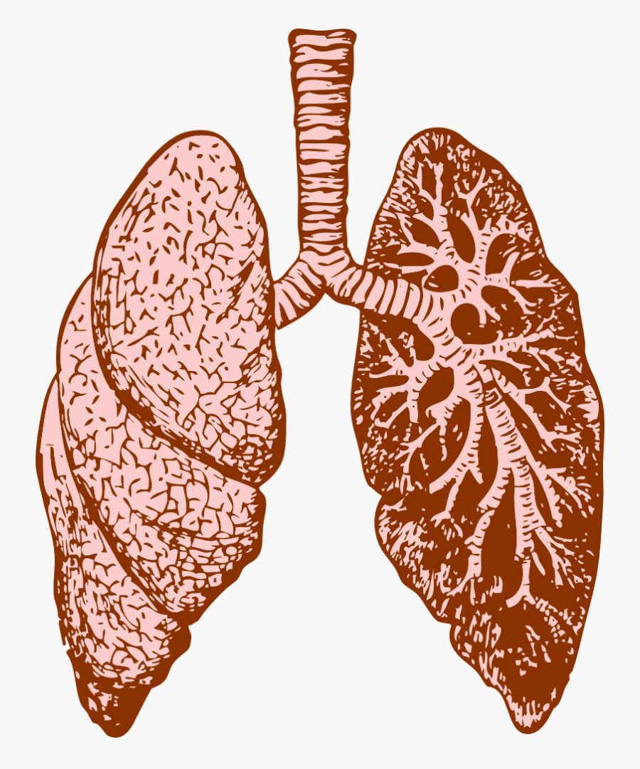 Lungs - Fractales En El Cuerpo Humano, Transparent Clipart