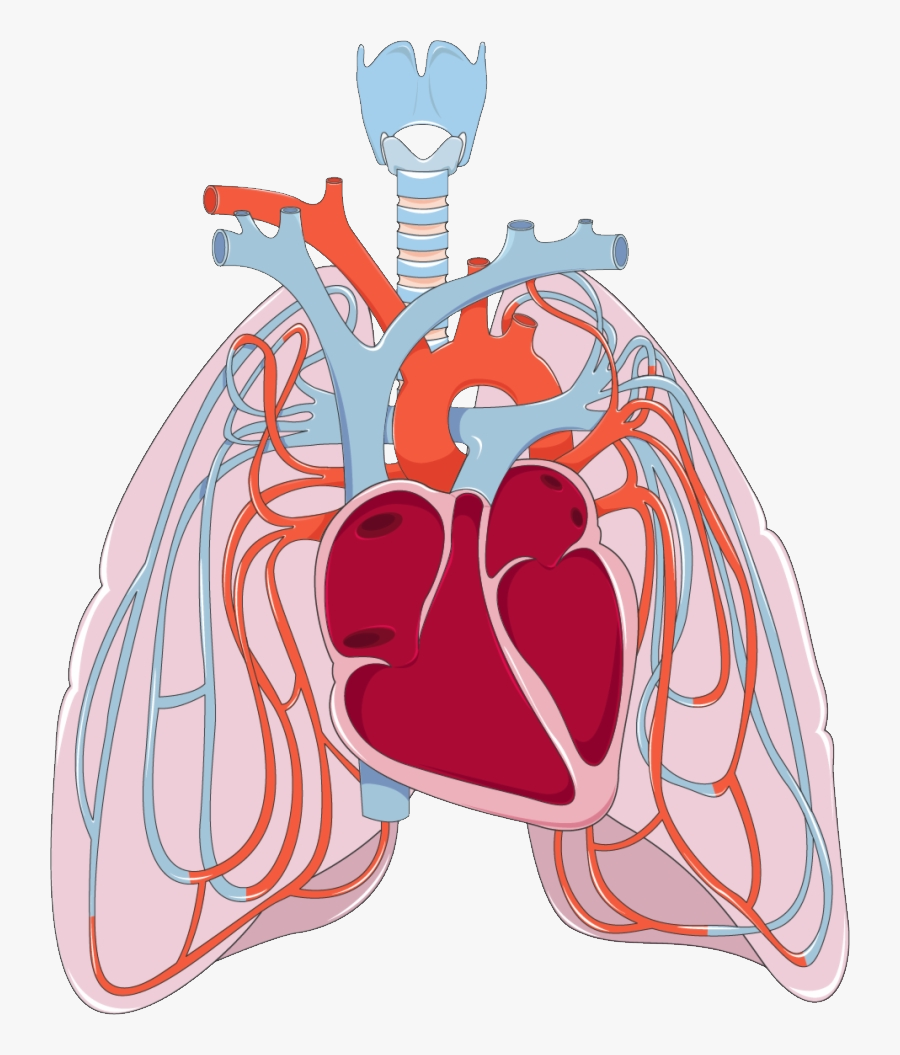 Heart And Lungs Clipart - Lungs And Heart Cartoon, Transparent Clipart
