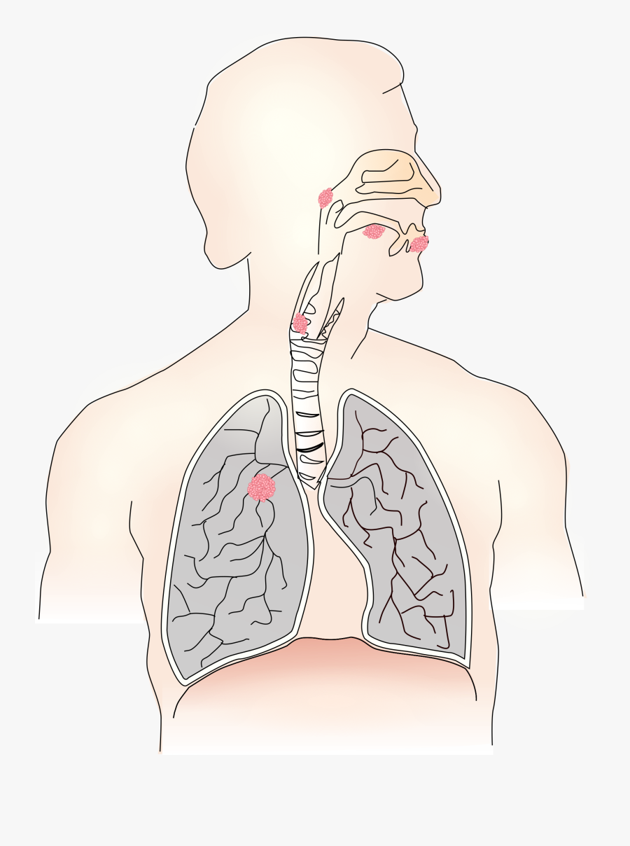Art,back,human - Human Lungs Diagram Unlabeled, Transparent Clipart