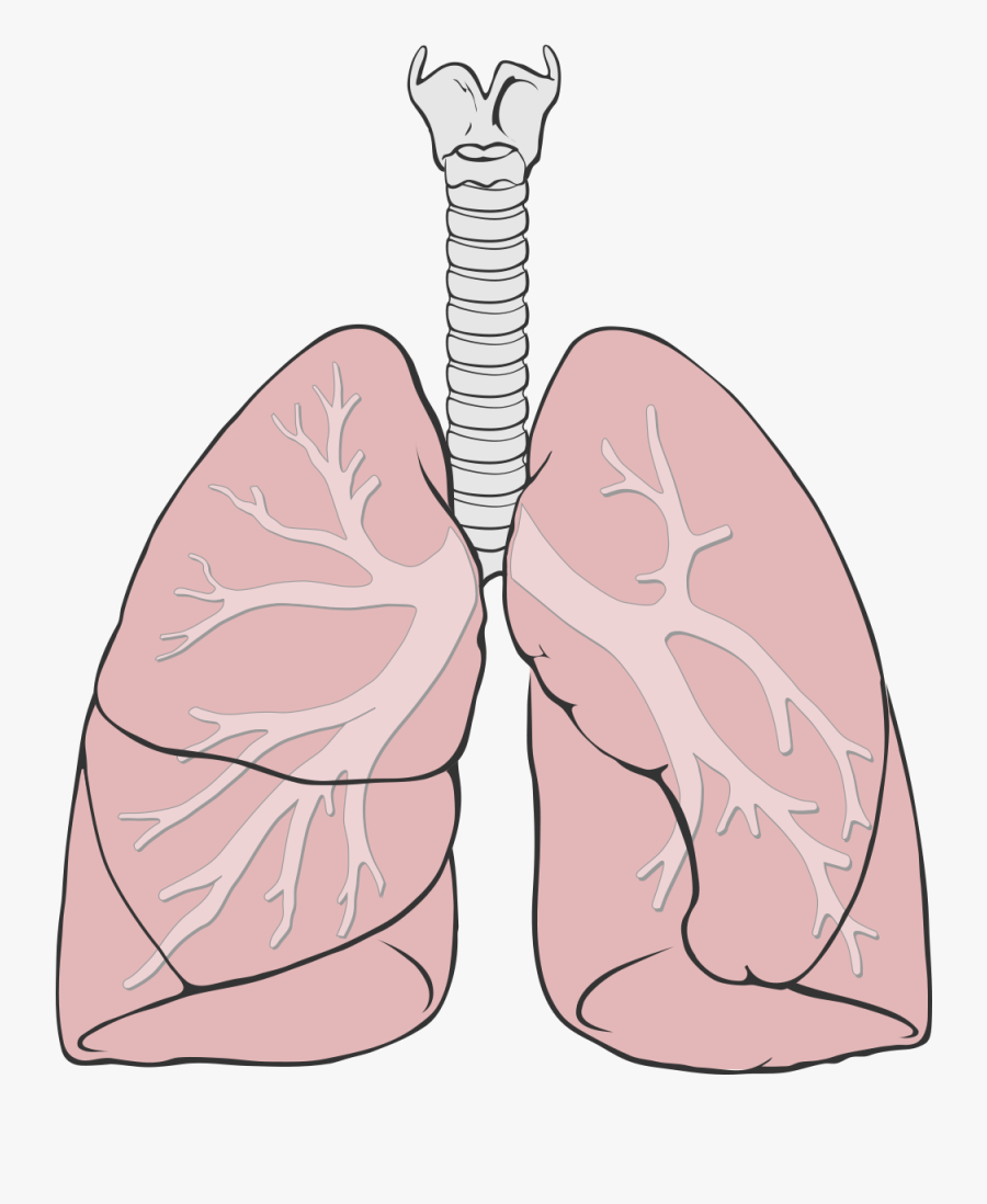 Lungs Diagram Simple, Transparent Clipart