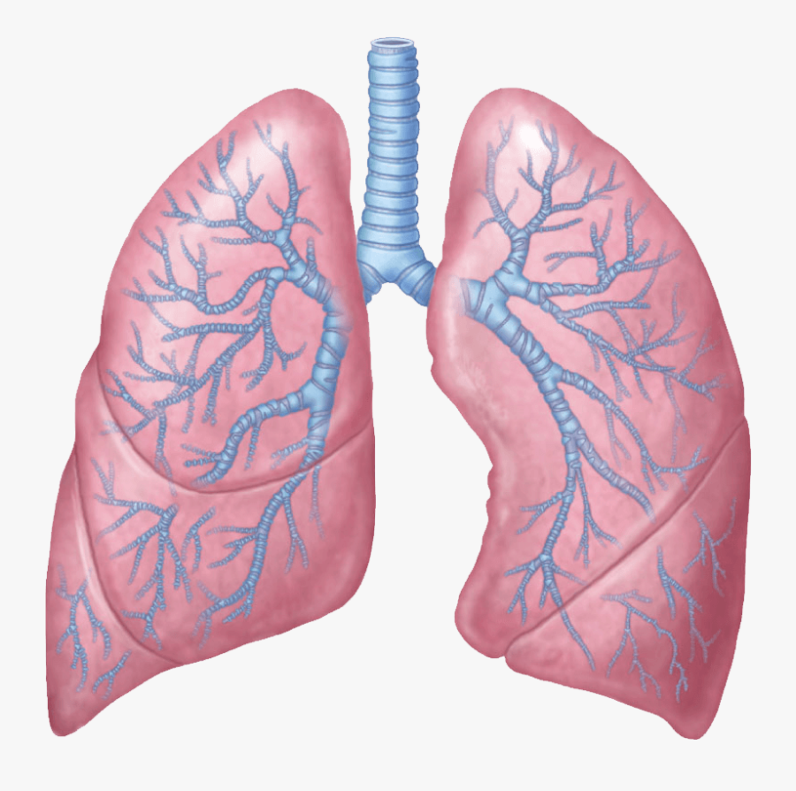 Lungs Rose Illustration - Lungs Transparent, Transparent Clipart