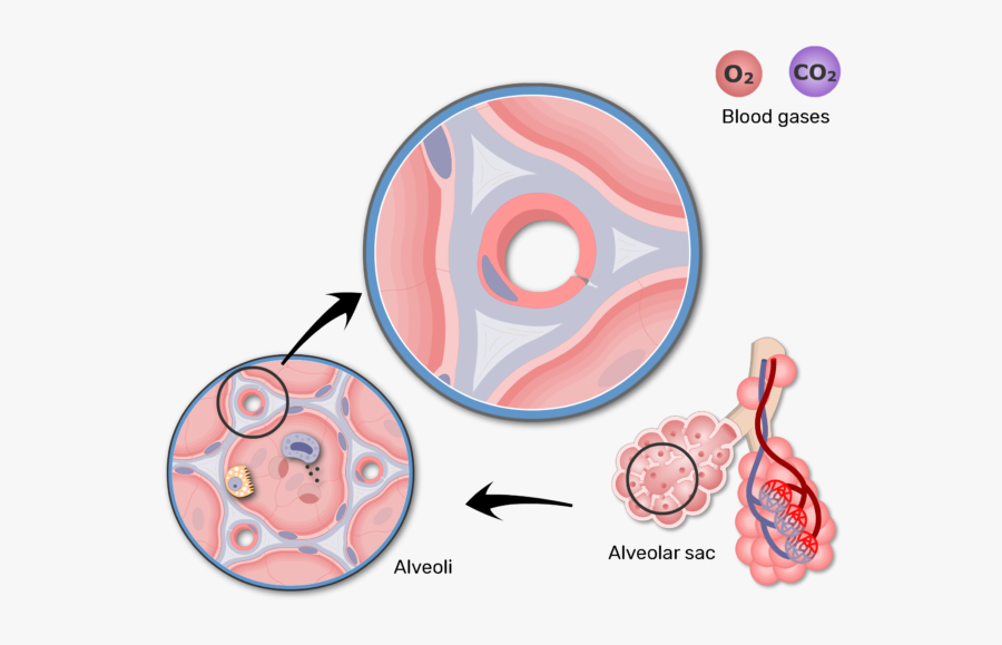 Respiratory Membrane And Gas - Structure Of Respiratory Membrane, Transparent Clipart