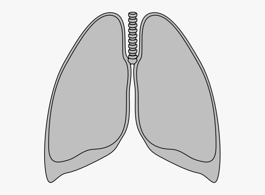 Outline Of A Lung, Transparent Clipart