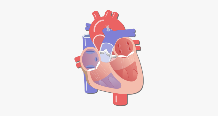 Major Blood Vessels Of - Animated Pic Of The Av Node As Pacer Of The Heart, Transparent Clipart