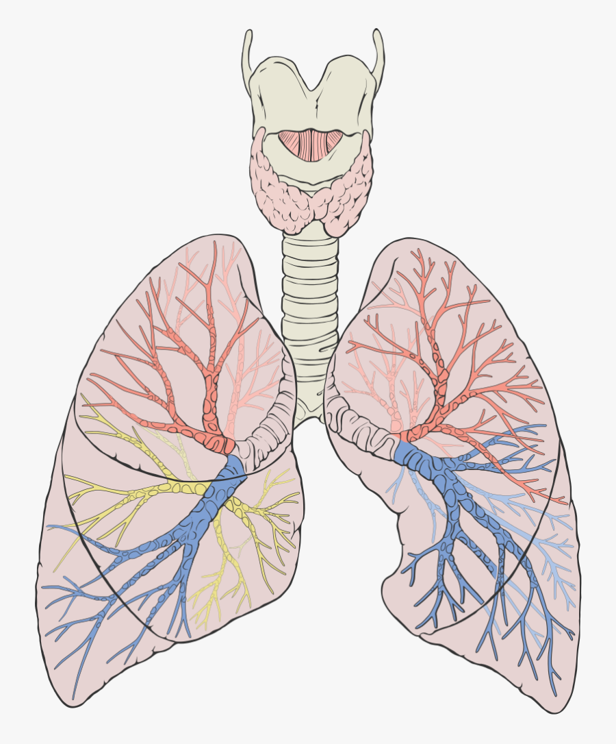 74886 - Lungs Diagram Png, Transparent Clipart