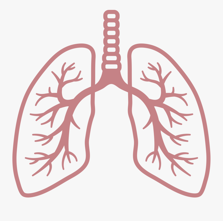 Clip Royalty Free Breathing Clipart Respiratory Rate - Transparent Background Lungs Clipart, Transparent Clipart
