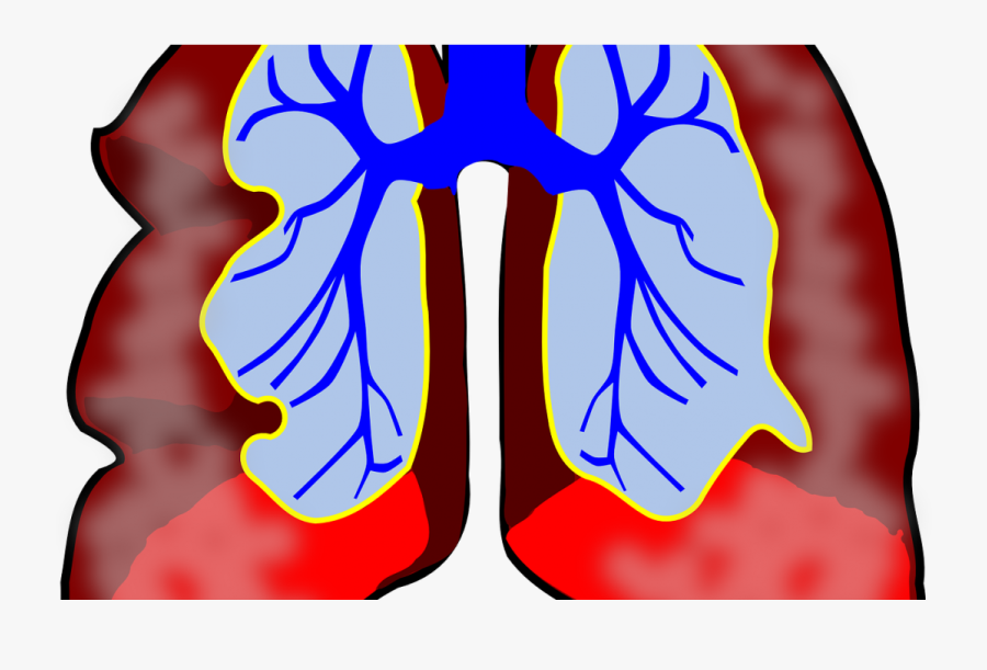 Transparent Healthy Clipart - Lungs Clip Art, Transparent Clipart