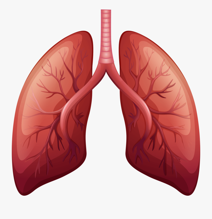 Lung Cancer Disease, Transparent Clipart