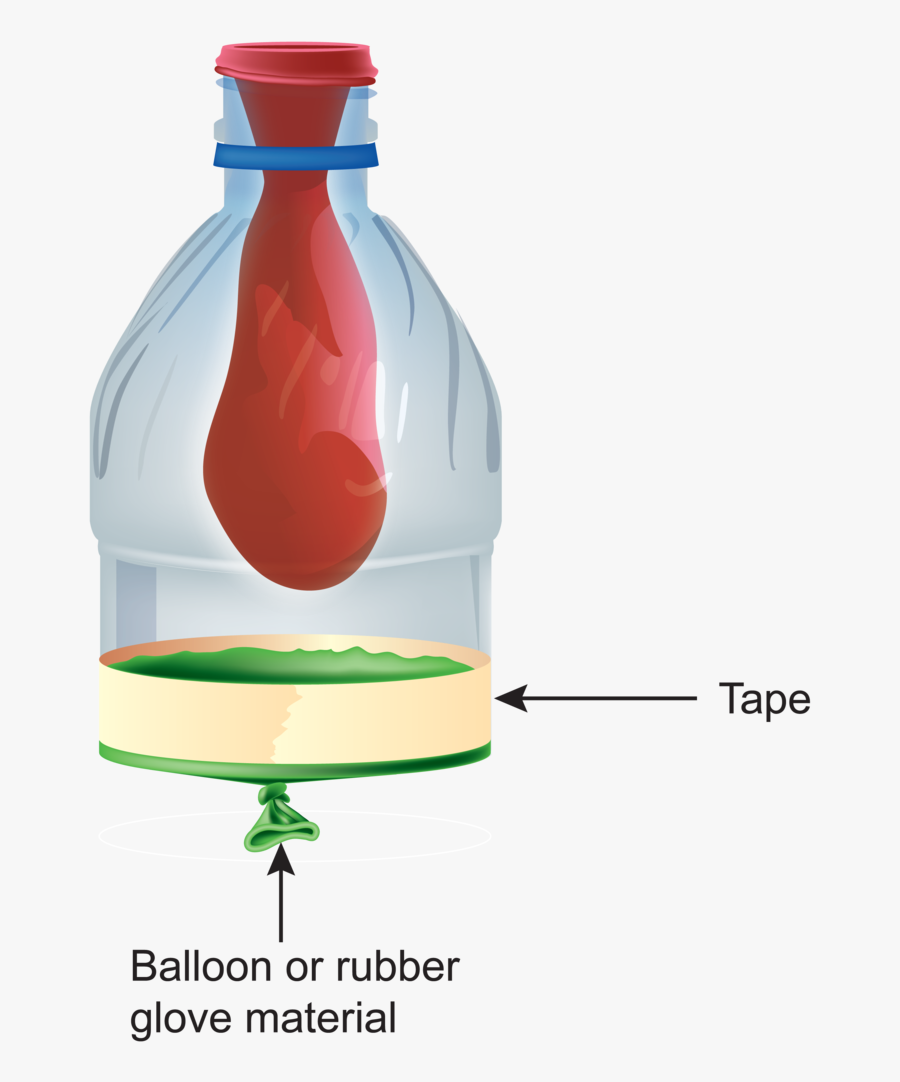 Breathing - Balloon Diaphragm, Transparent Clipart