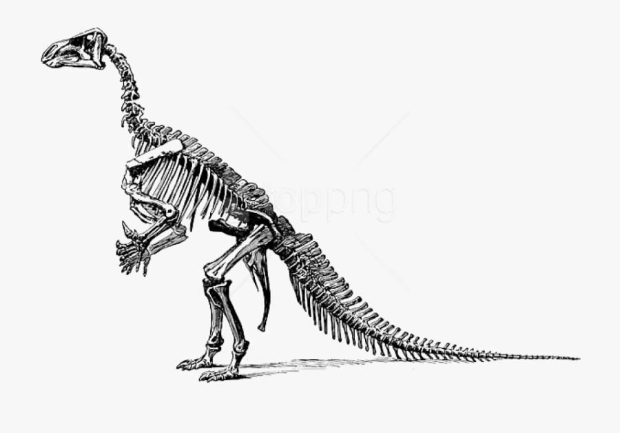 Transparent Skeleton Png - Dinosaurs Didn T Read Now They Re Extinct Poster, Transparent Clipart