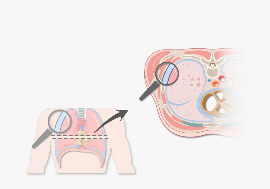 Pleura Or Pleurae And - Pleura And Pleural Cavity, Transparent Clipart