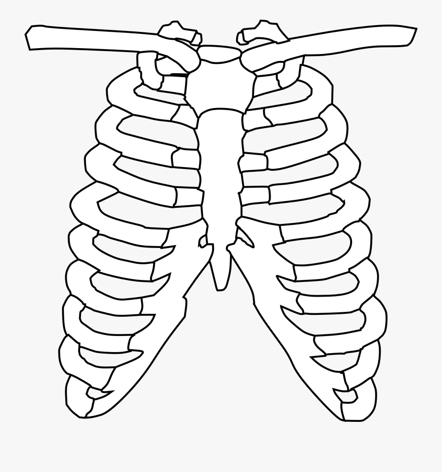 Easy Rib Cage Drawing Free Transparent Clipart ClipartKey.