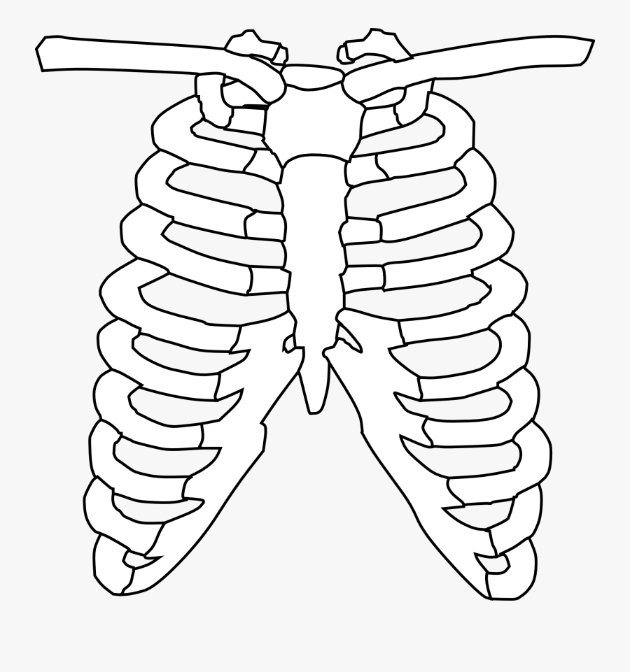 Easy Rib Cage Drawing Free Transparent Clipart Clipartkey | The Best ...