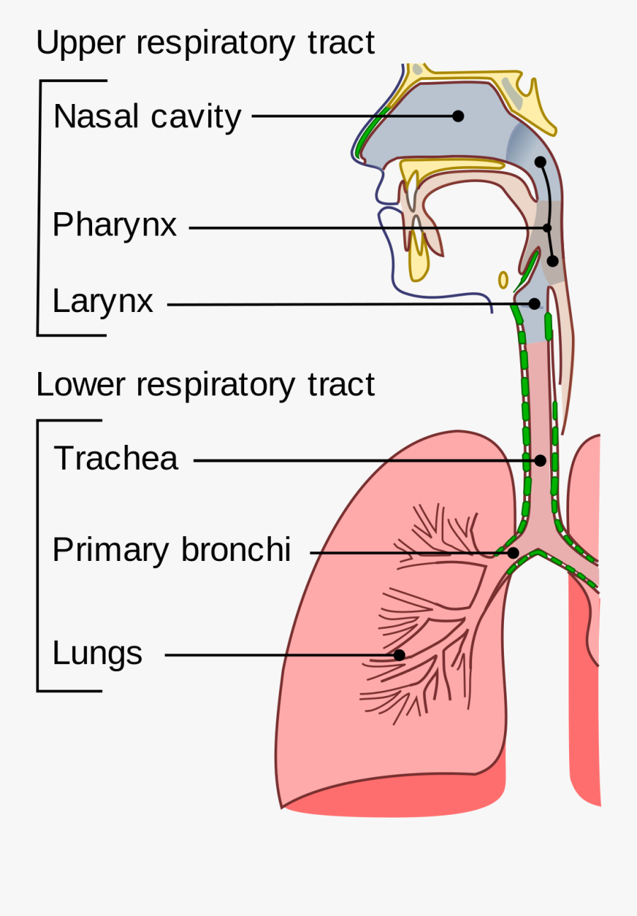 Transparent Clipart Lungs - 上 呼吸道 下 呼吸道, Transparent Clipart