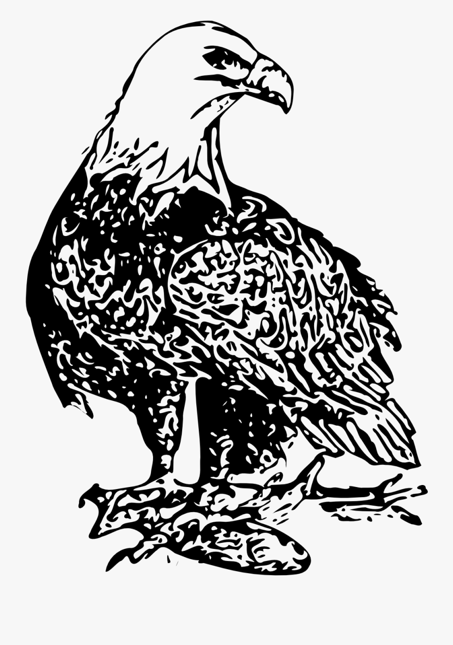 Clip Art Bald Eagle Illustration - Logo Eagle Vector Png, Transparent Clipart