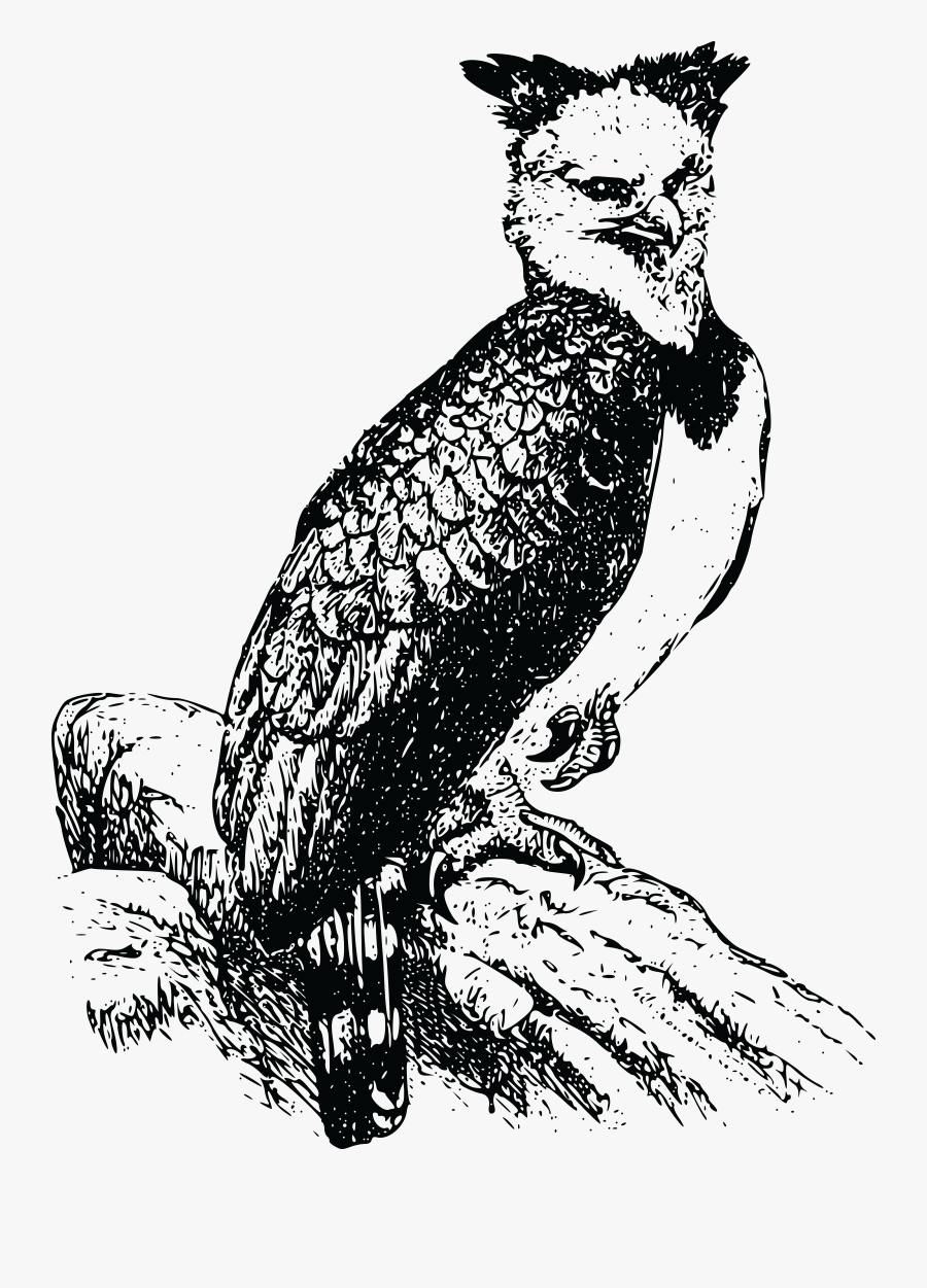 Free Clipart Of A Harpy Eagle - Harpy Eagle Clipart Black And White, Transparent Clipart