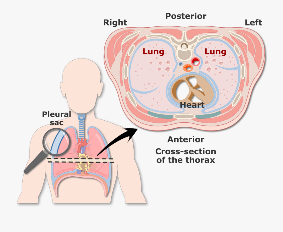 Pleura - Pleurae And Pleural Cavities, Transparent Clipart