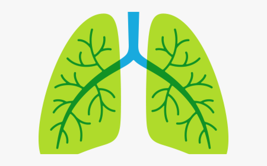 Lungs Png Transparent Images - Png Transparent Lung Png, Transparent Clipart