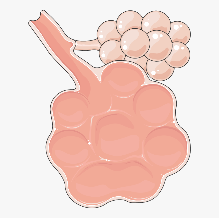 Lungs Clipart Pulmonology - Emphysème Transparent, Transparent Clipart