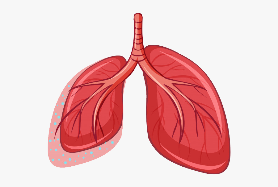 74863 - Imagen De Un Pulmon, Transparent Clipart