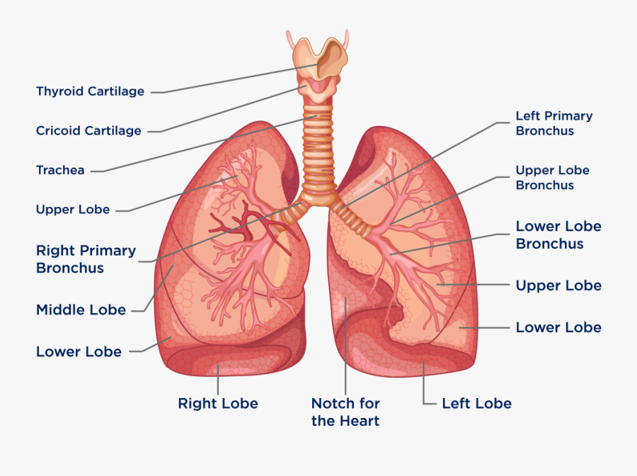 Clip Art Of The Heart And - Lungs Diagram, Transparent Clipart