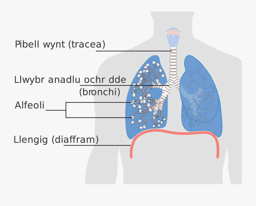 Alveolus Lung Png , Png Download - Lung Tumor Biopsy, Transparent Clipart