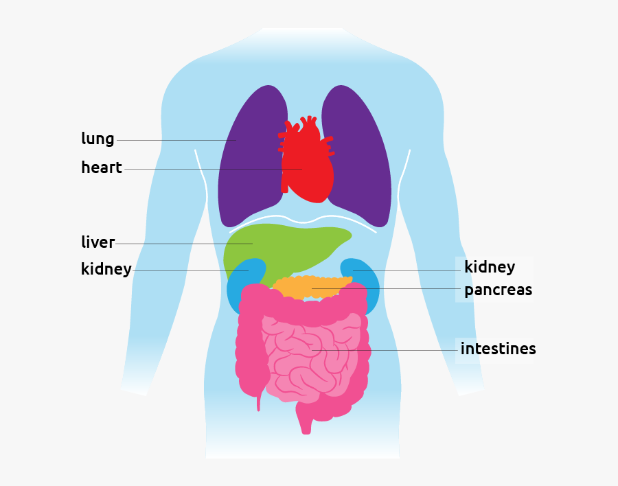 Facts And Surgeries Transplant - Organ Facts, Transparent Clipart