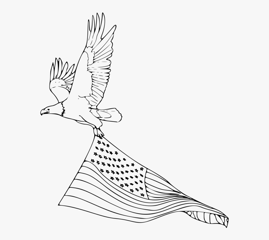 Bald Eagle 2 Black White Line Art 555px - Easy Drawing Of A Bald Eagle, Transparent Clipart
