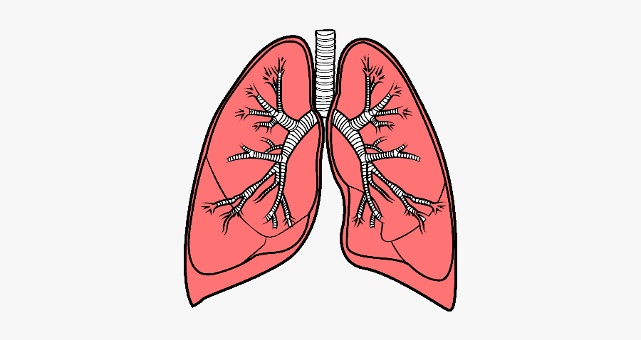 Lungs Png - El Dibujo De Los Pulmones, Transparent Clipart