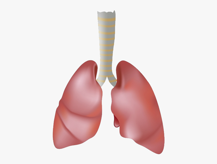 74879, Transparent Clipart