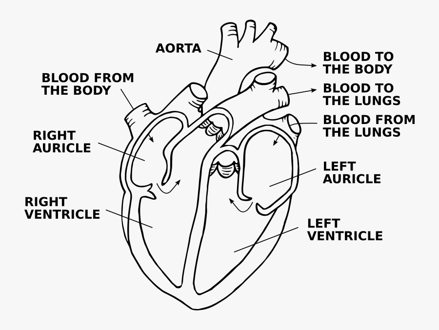 Heart Diagram Picture Transparent Stock - Anatomical Heart Line Drawing, Transparent Clipart