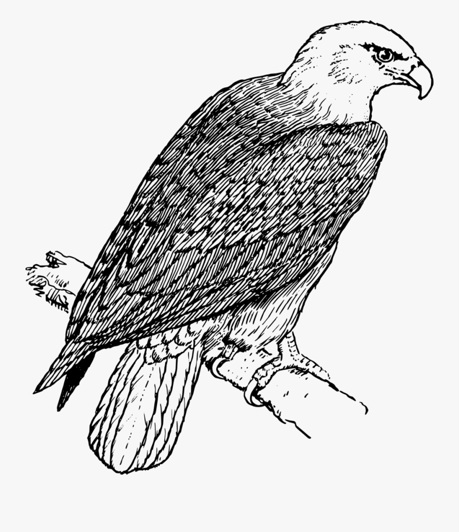 Eagle Perched On Branch Clip Art At Clker - Black And White Image Of