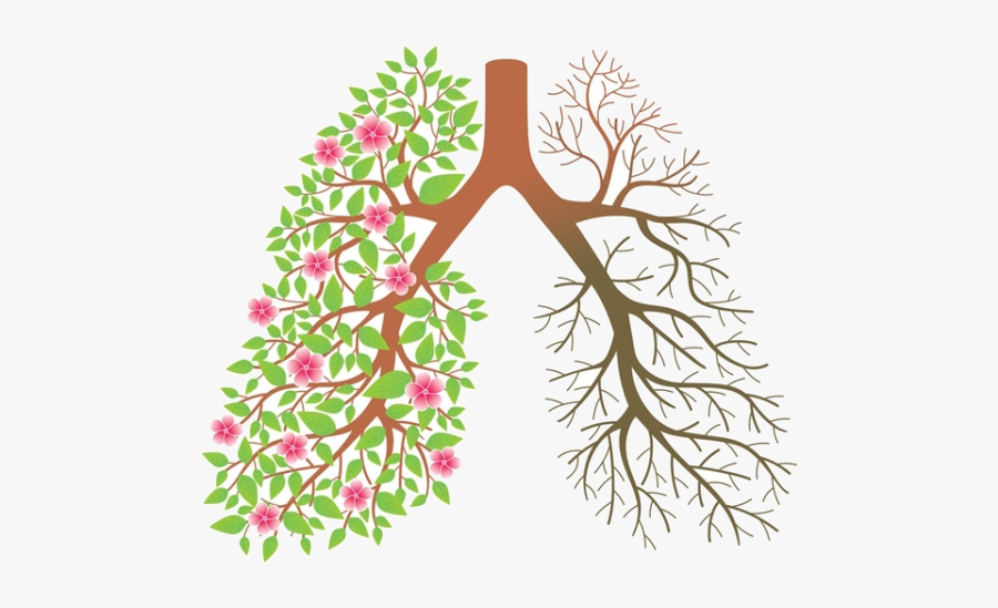Smoking Cessation Tobacco Clip - Healthy Cartoon Lungs, Transparent Clipart