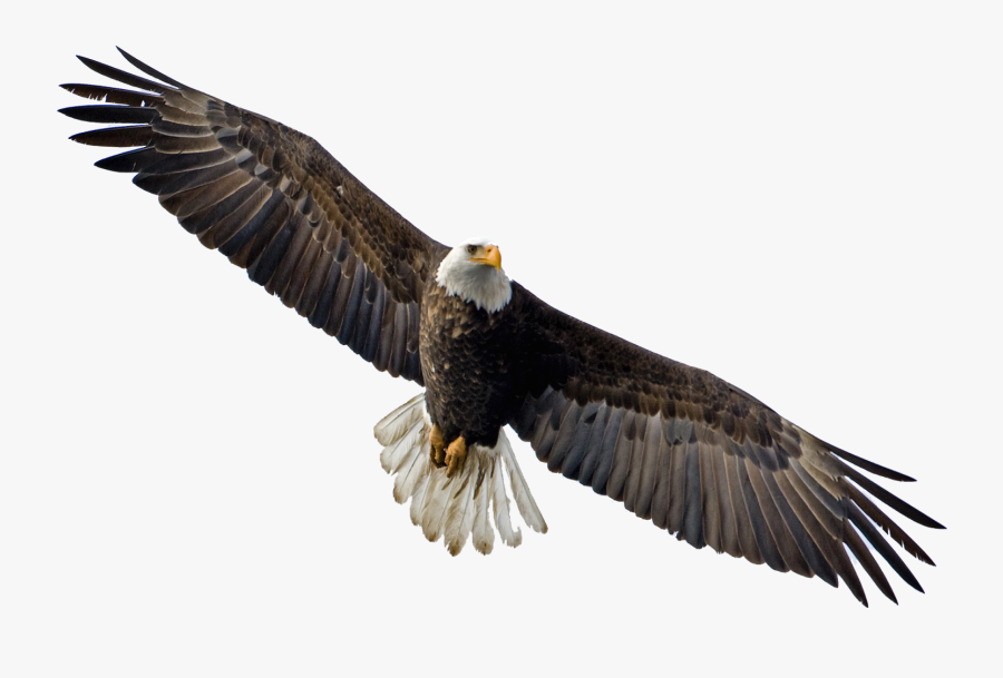 28 Collection Of Eagle Clipart No Background - Eagle Flying Transparent