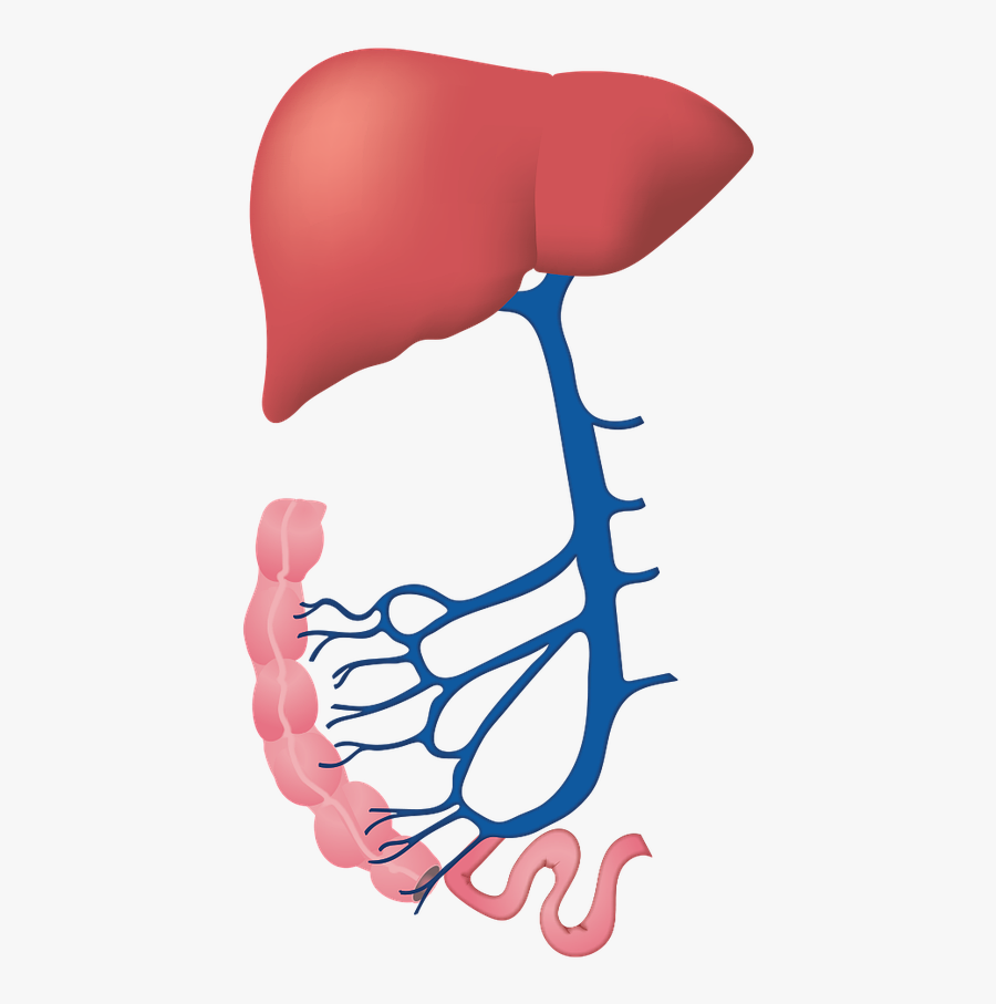 Liver Clipart Human Liver - Anzeichen Für Hepatitis C, Transparent Clipart